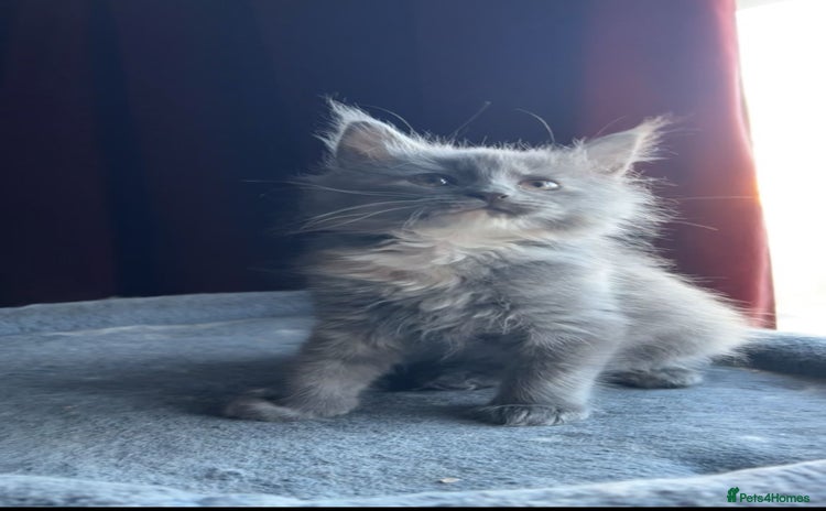 Maine Coon cats Full Maine Coon Kitten  - Advert 7