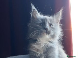 Maine Coon cats Full Maine Coon Kitten - Advert 2
