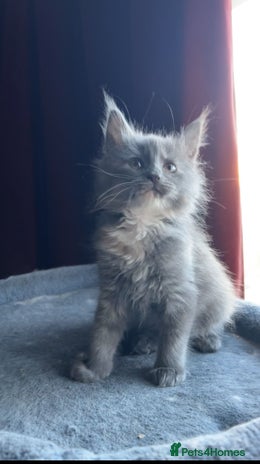 Maine Coon cats Full Maine Coon Kitten - Advert 3