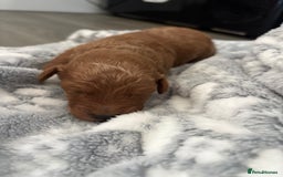 Jackapoo dogs for sale: Beautiful litter of 6 F1B Jackapoos - Image 15