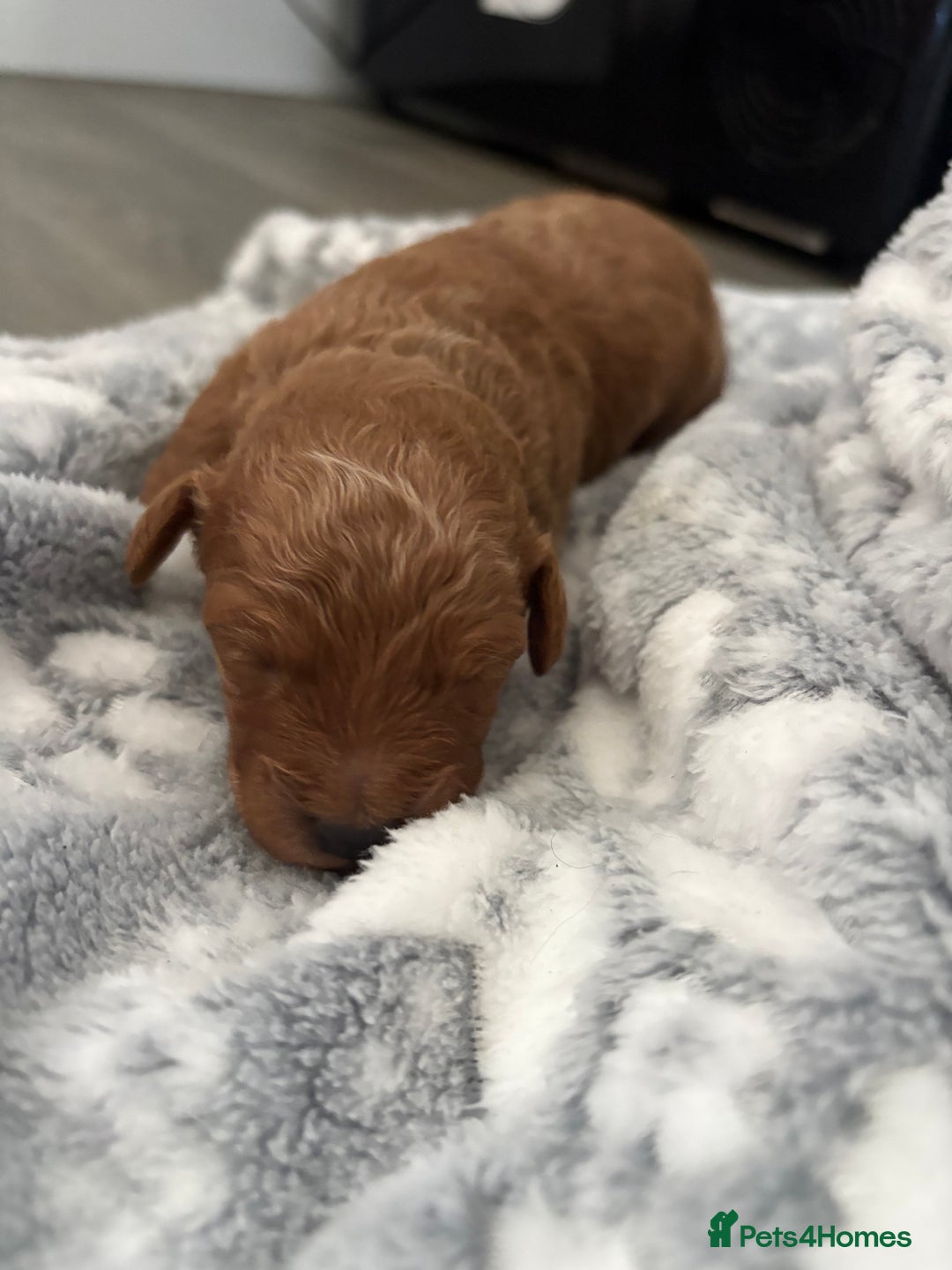 Jackapoo dogs for sale: Beautiful litter of 6 F1B Jackapoos - Image 15