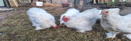 Chickens poultry for sale: Porcelain Pekin Banties Cockerels - Advert 3