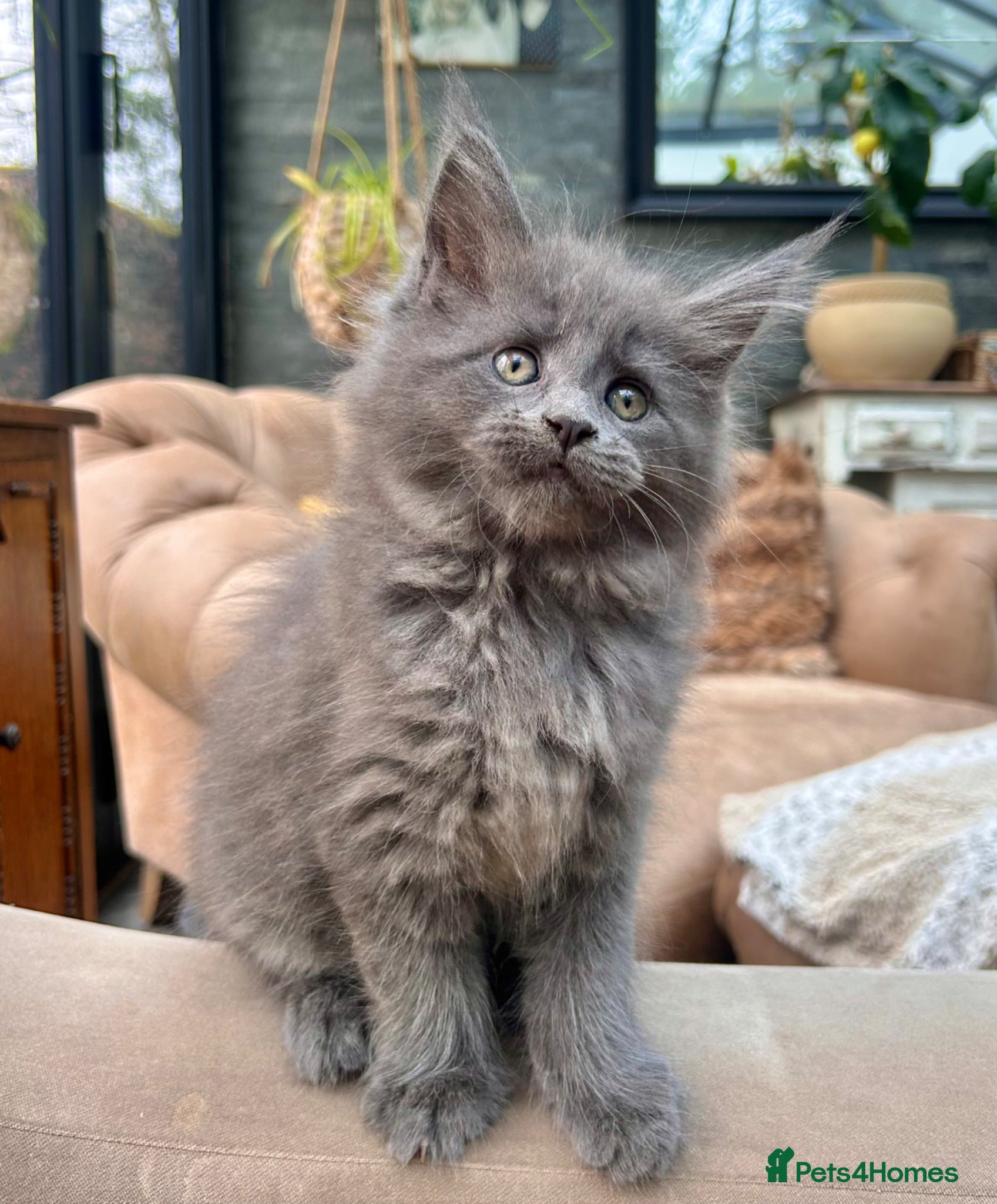Maine Coon cats Exceptional blue-smoke Maine Coon Kittens 🔥  - Advert 3
