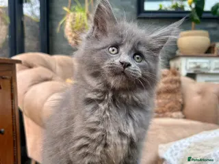 Maine Coon cats Exceptional blue-smoke Maine Coon Kittens 🔥 - Advert 3