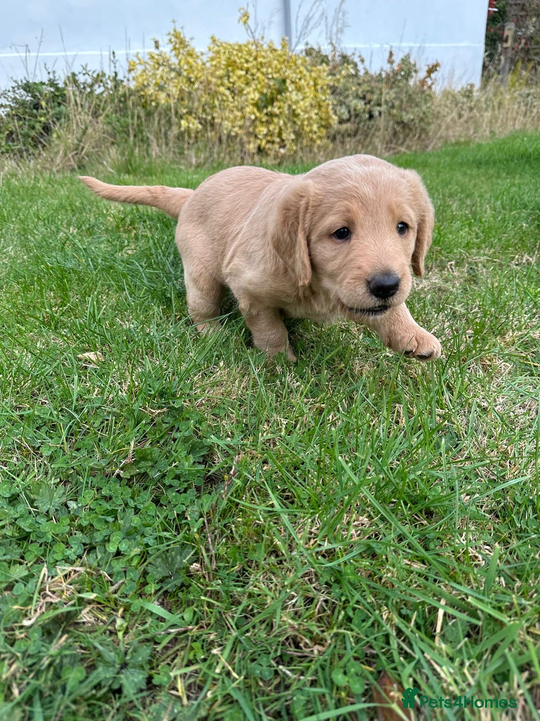 Labradoodle dogs for sale: Adorable Labrador doodle pups from KC reg parents - Image 6