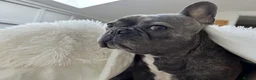 French Bulldog dogs for sale: Rehoming my gorgeous French Bulldog George - Advert 6