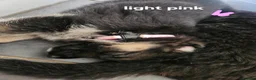 German Shepherd dogs for sale: German shepherd puppys  in Saint Austell - Advert 12