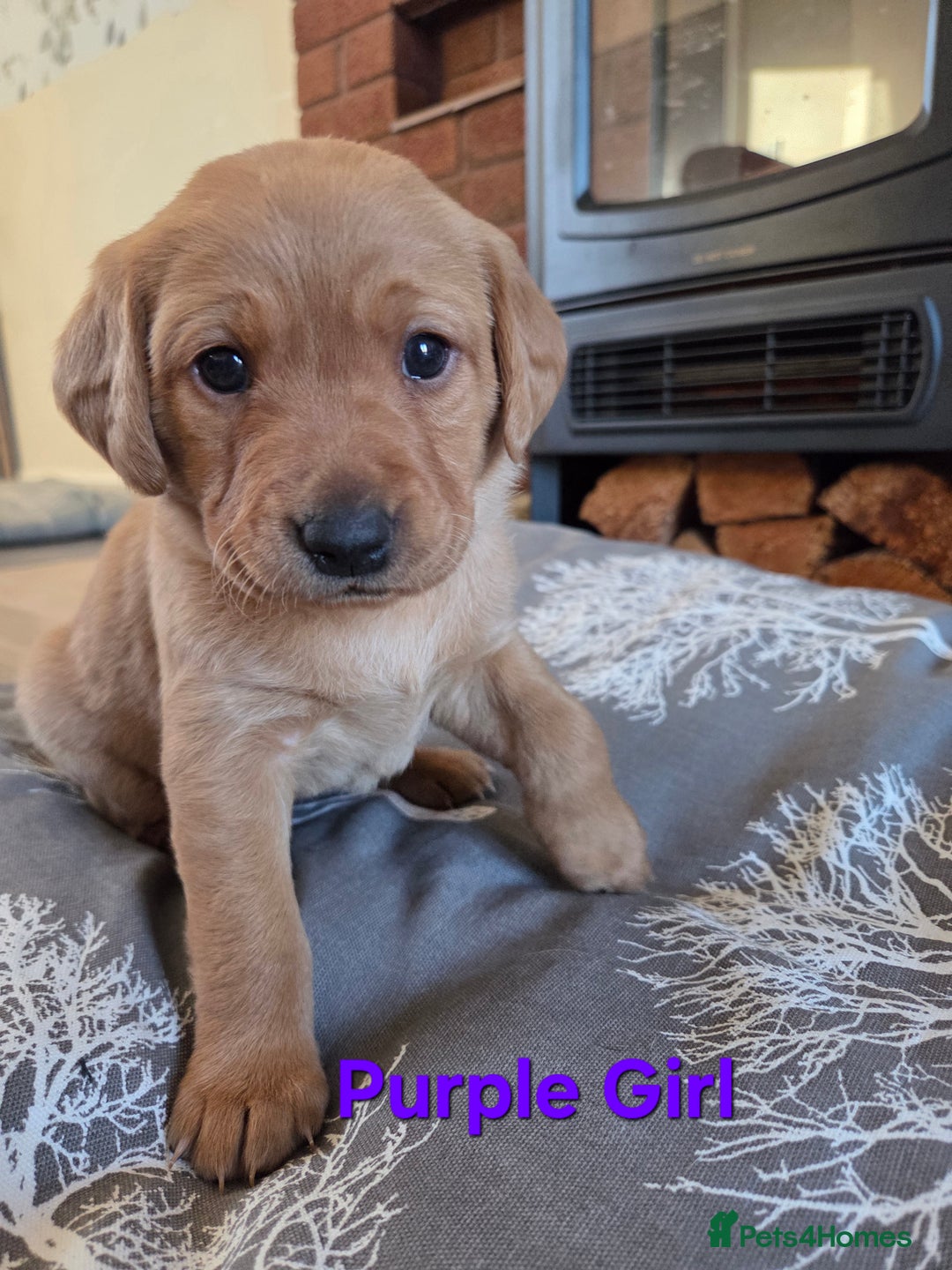 Labrador Retriever dogs for sale: Stunning Red fox labrador puppies  - Advert 17