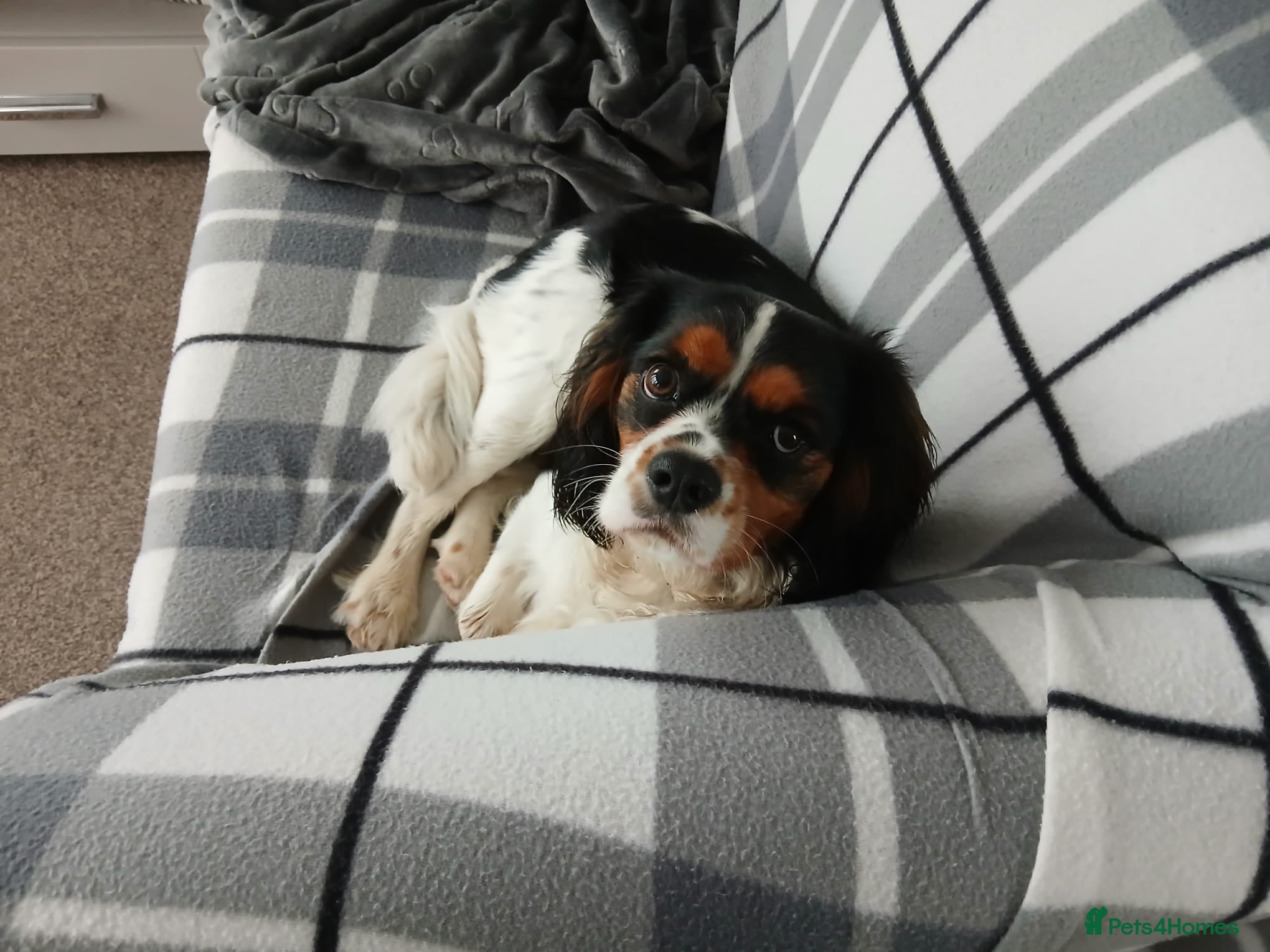 Mixed Breed dogs Handsome Male Cavalier King Charles Spaniel Cross - Advert 1