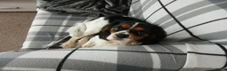 Mixed Breed dogs for sale: Handsome Male Cavalier King Charles Spaniel Cross in Bristol - Advert 1