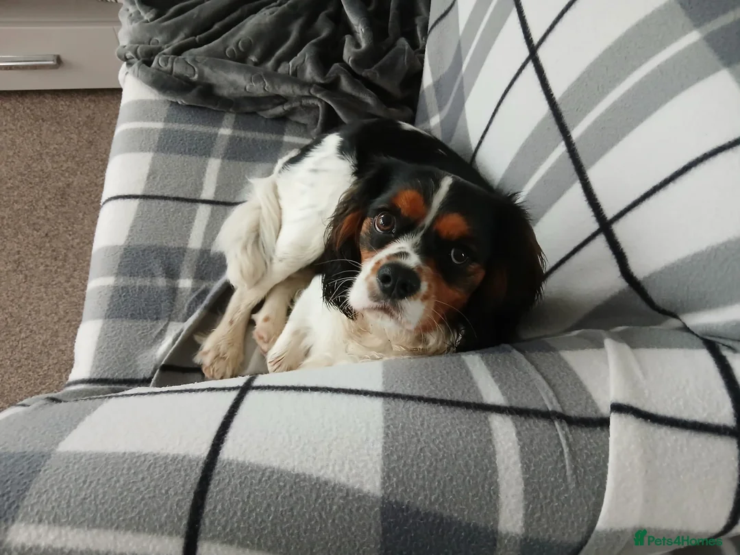 Mixed Breed dogs for sale: Handsome Male Cavalier King Charles Spaniel Cross in Bristol - Advert 1