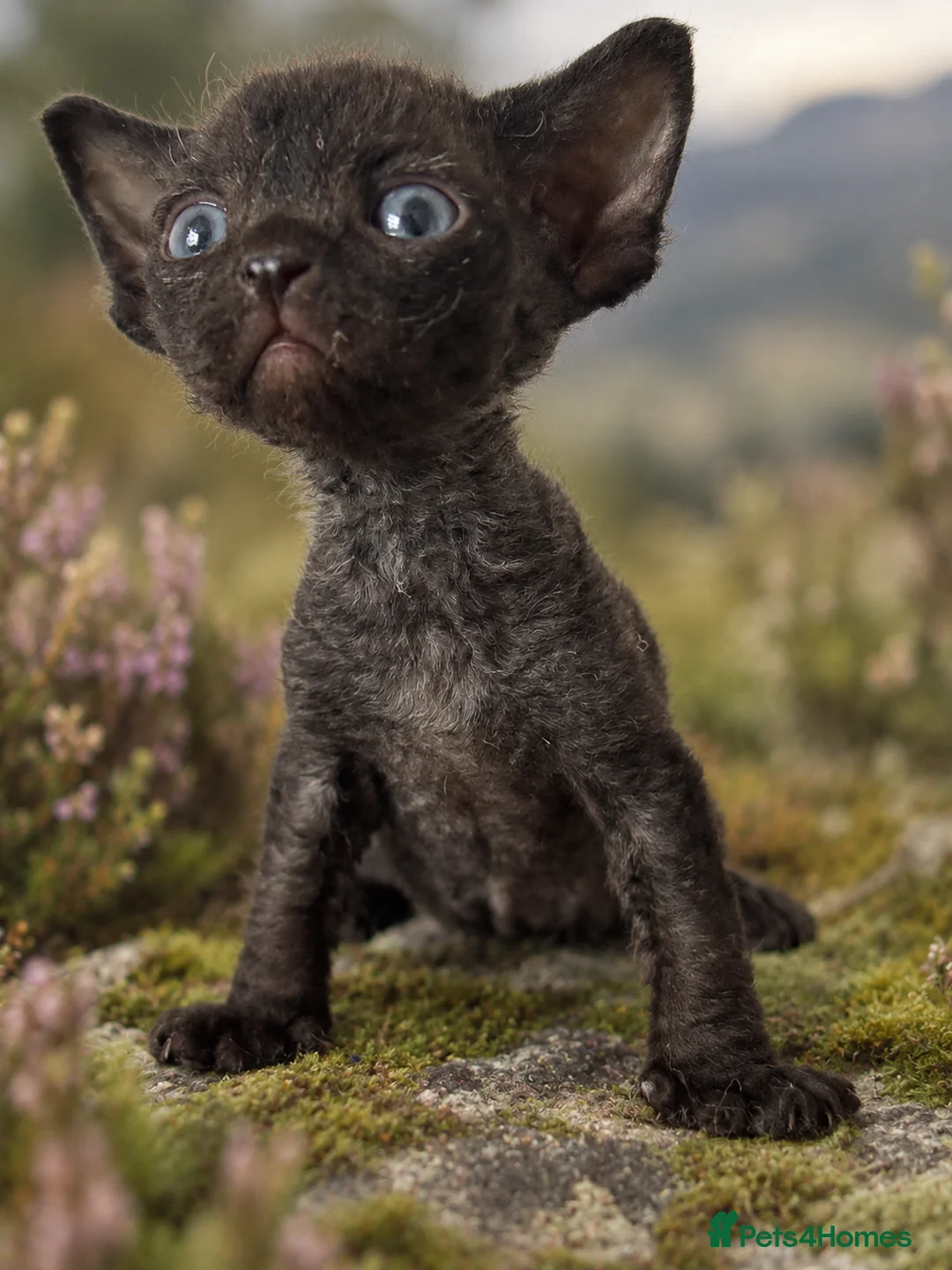 Devon Rex cats for sale: GCCF Pedigree Devon Rex Kittens  - Advert 2