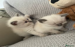 Ragdoll cats for sale: GCCF Ragdoll Kittens - Image 21