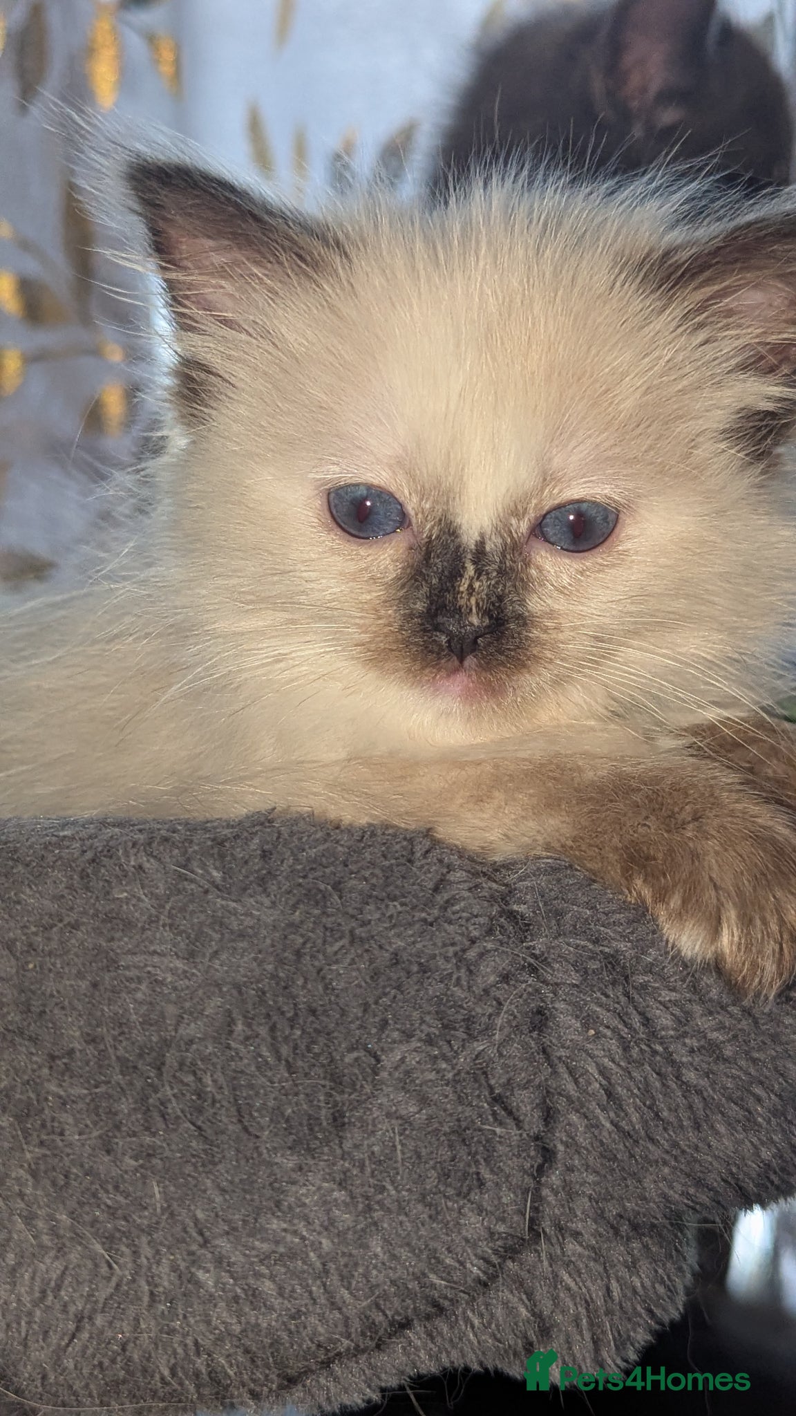 Ragdoll cats 4 absolutely stunning ragdoll kittens  - Advert 2