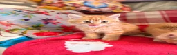 Persian cats for sale: BEAUTIFUL PERSIAN X KITTENS READY NOW - Advert 9
