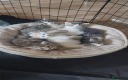 Mixed Breed cats for sale: 5 beautiful kittens female - Advert 6
