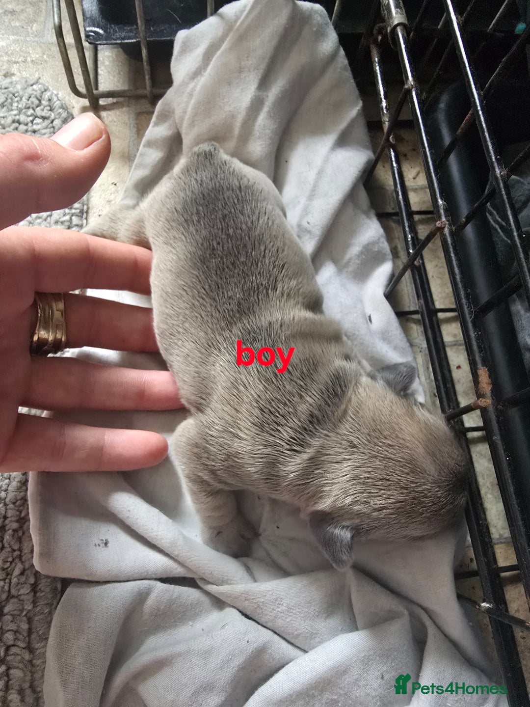 French Bulldog dogs for sale: French bulldog puppies  - Image 6