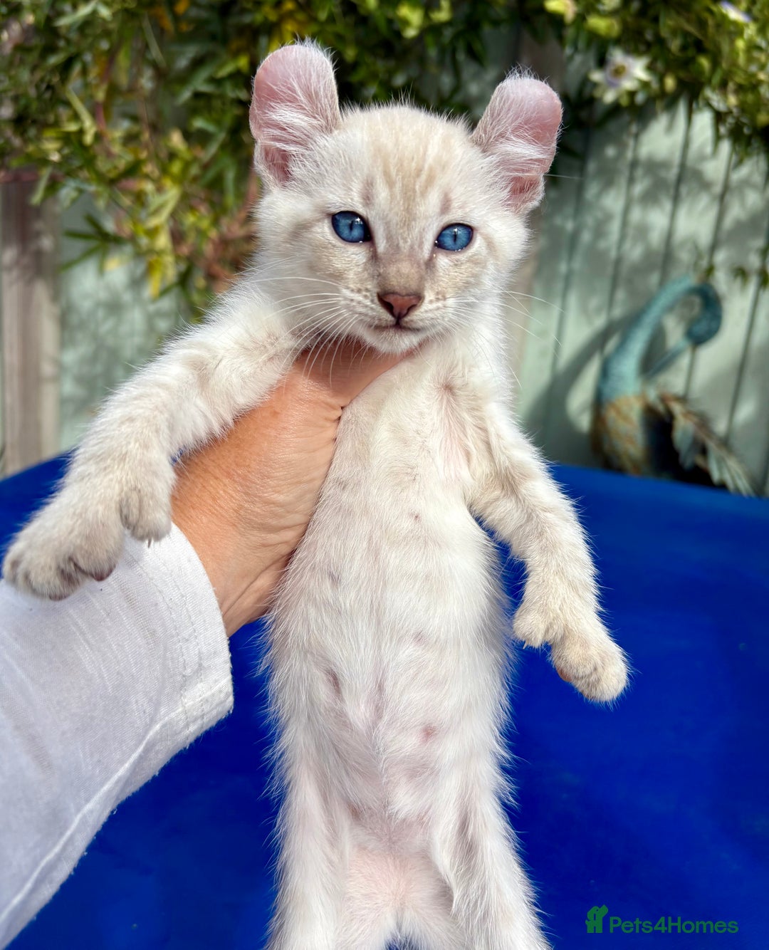Bengal cats for sale: Gob smacking rare kittens  - Image 26