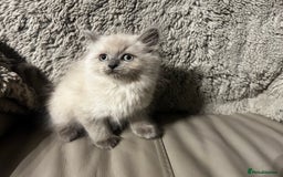 Persian cats for sale: Persian Cross Kittens ready to leave today  - Image 3
