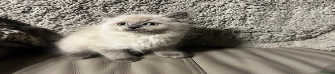 Persian Kitten 2