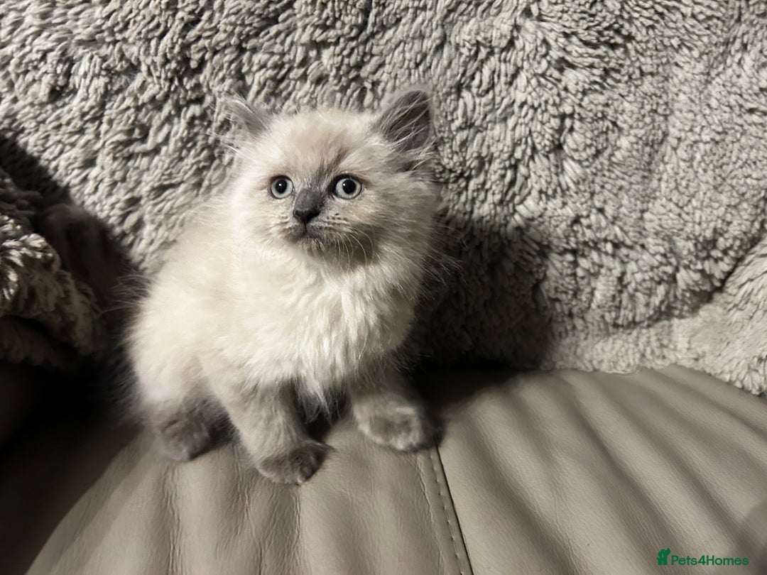 Persian cats for sale: Persian Cross Kittens ready to leave today  - Image 3