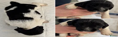 Black and White English Springer Spaniel Boy