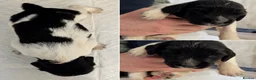 English Springer Spaniel dogs for sale: KC Working Springer Spaniel Puppies Great Pedigree - Advert 14