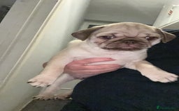 Pug dogs for sale: Pug puppy for sale - Image 1