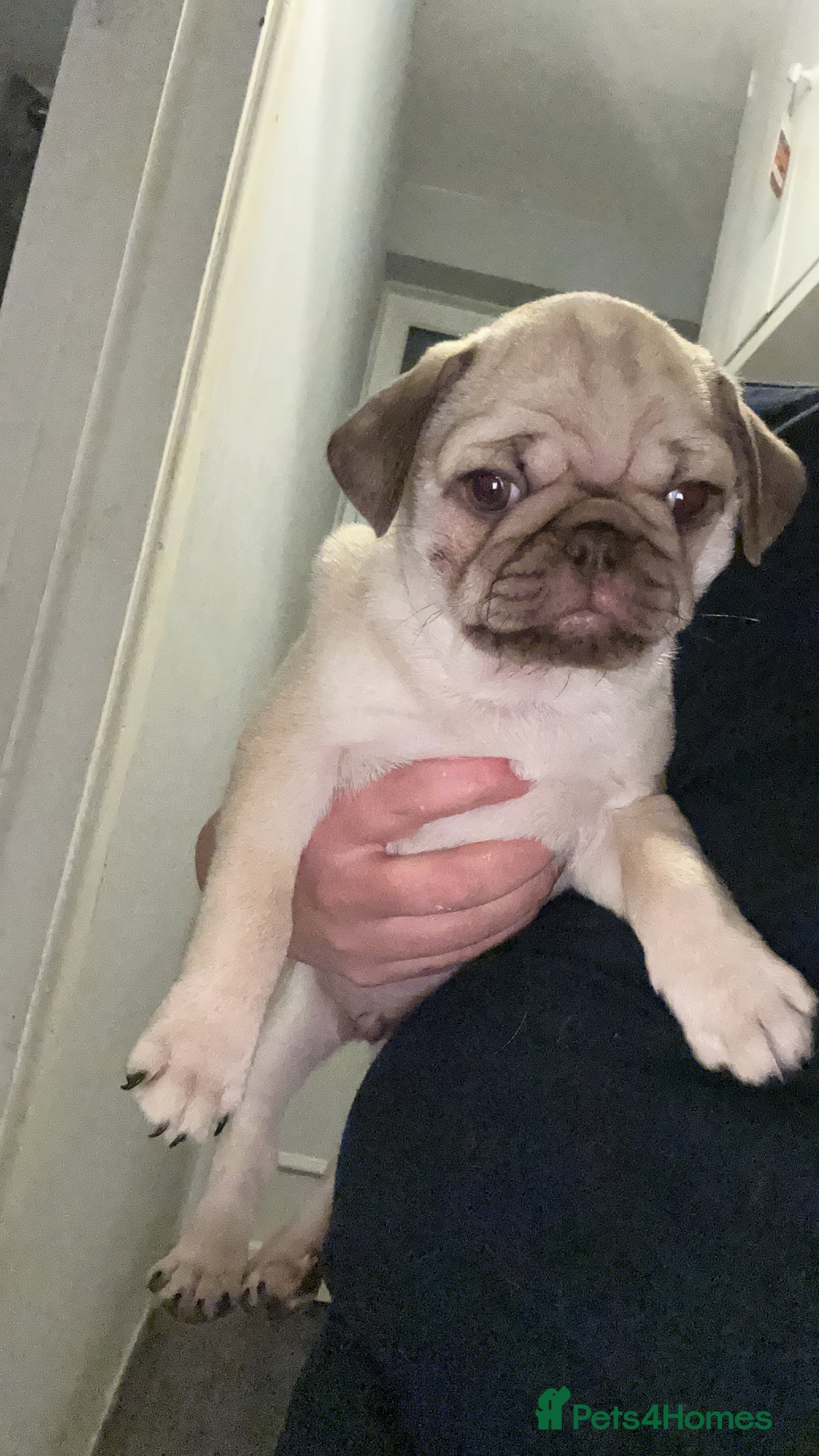 Pug dogs for sale: Pug puppy for sale - Image 1