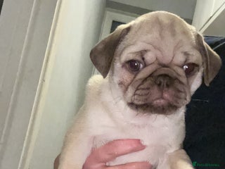 Pug dogs - Advert 19