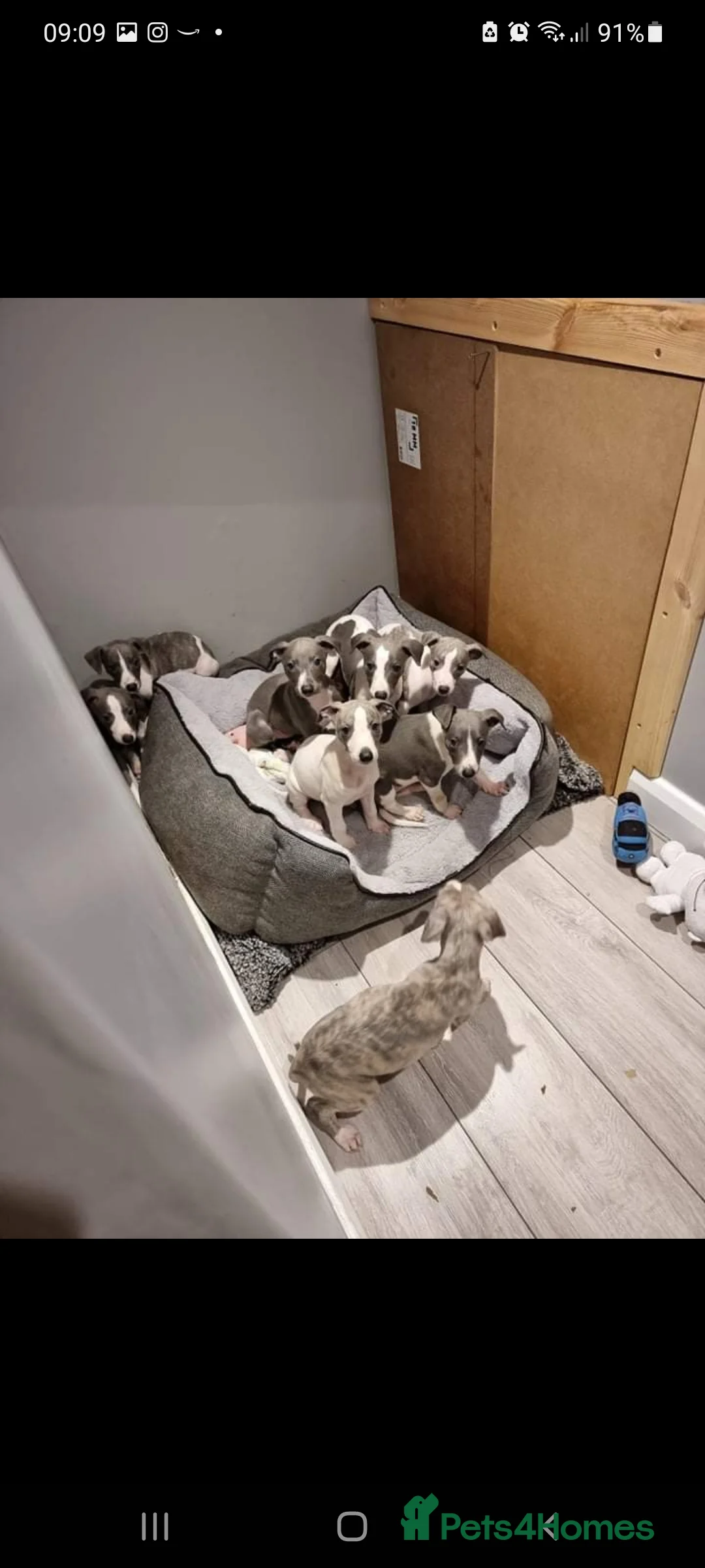 Whippet dogs for stud: 2 KC whippet for stud,both heart tested clear in Bishop Auckland - Advert 10