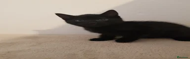 Domestic Shorthair Kitten 2