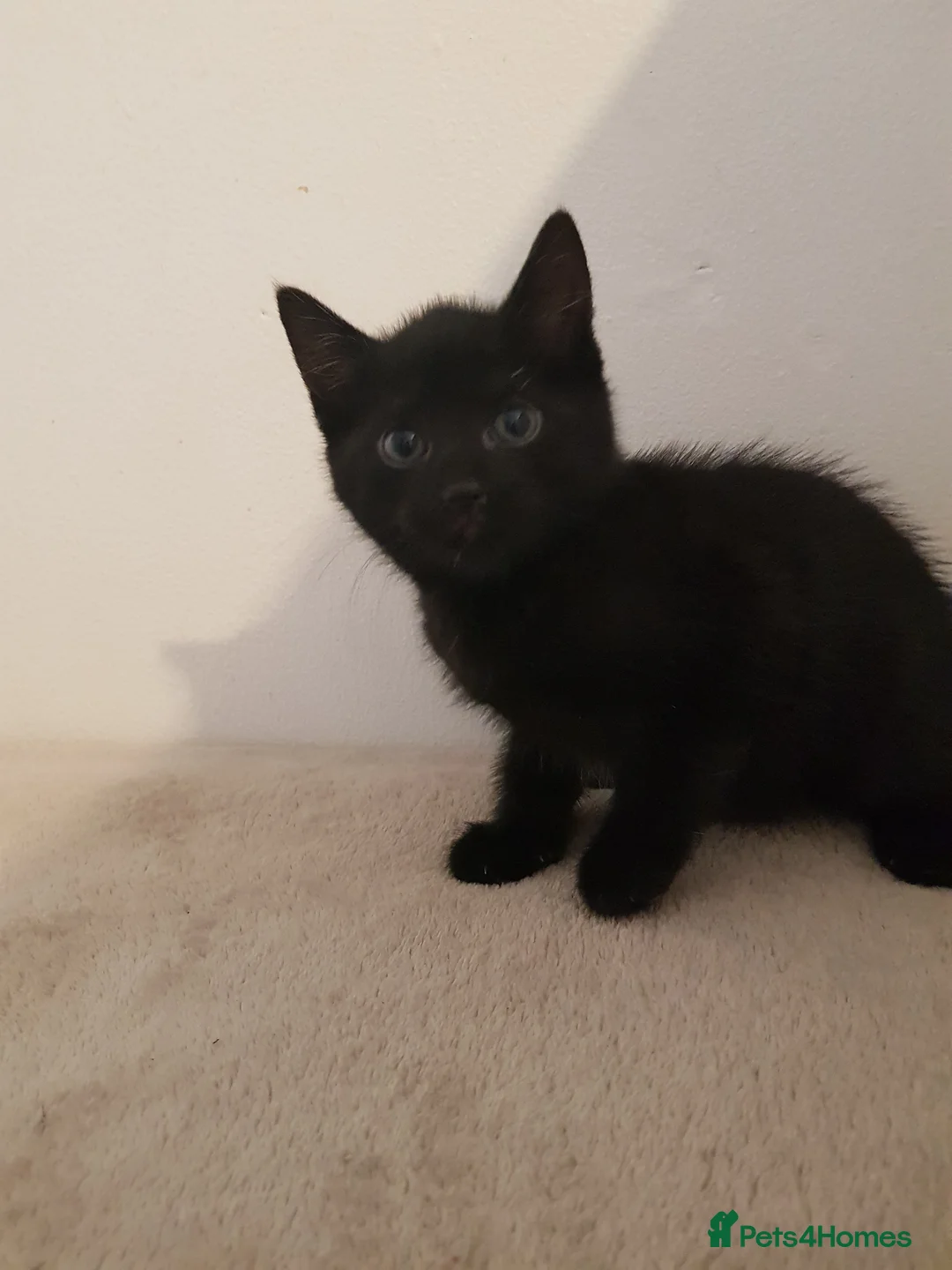 Domestic Shorthair cats for sale: 4 beautiful kittens  in Evesham - Advert 5