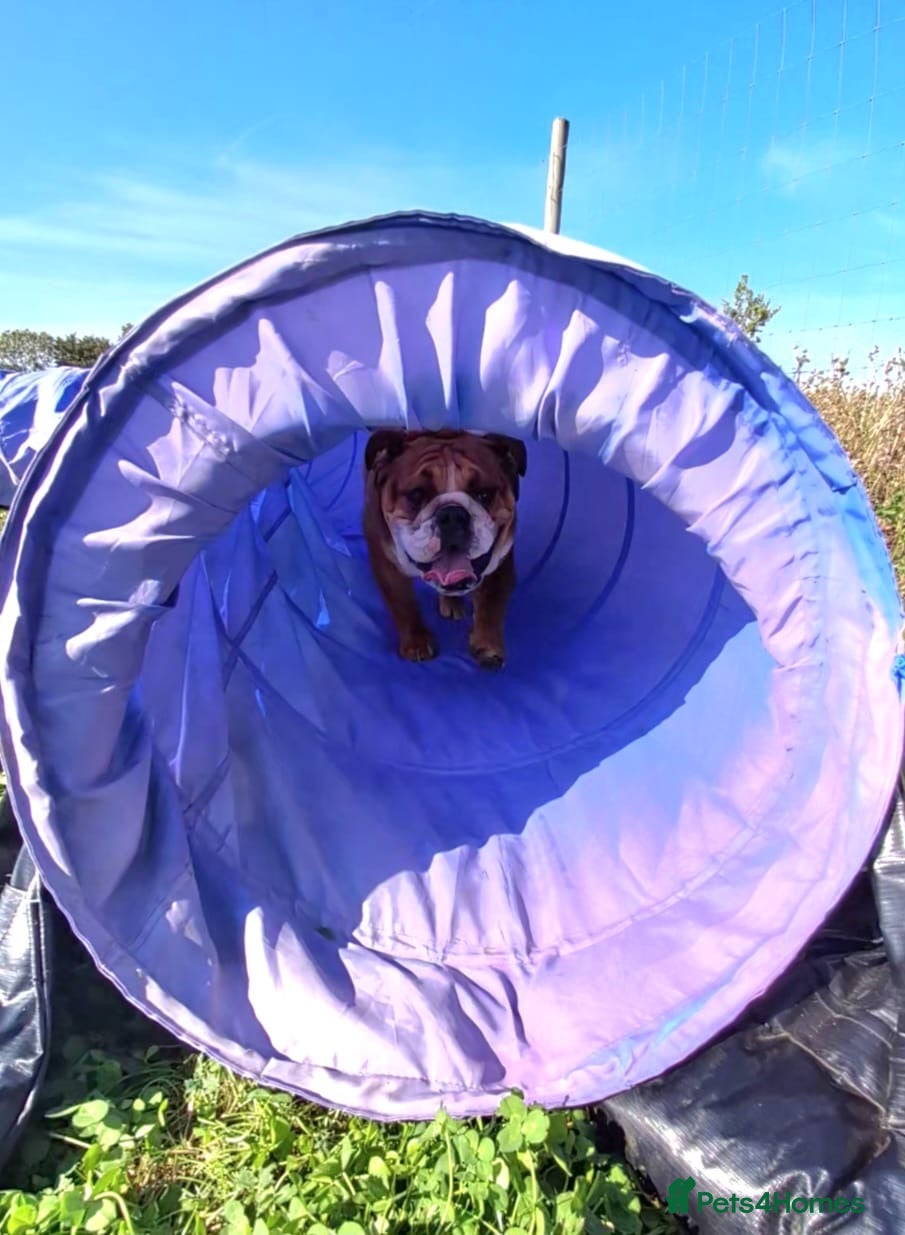 English Bulldog dogs KC registered standard Bulldog - Advert 20