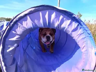 English Bulldog dogs KC registered standard Bulldog - Advert 20