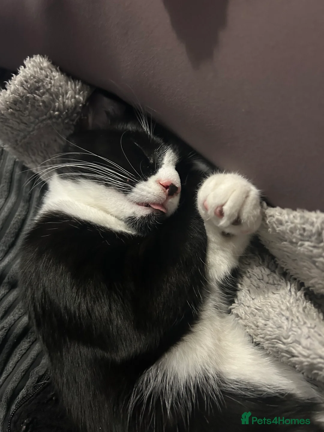 Mixed Breed cats for sale: 2 beautiful cats in Rugeley - Advert 8