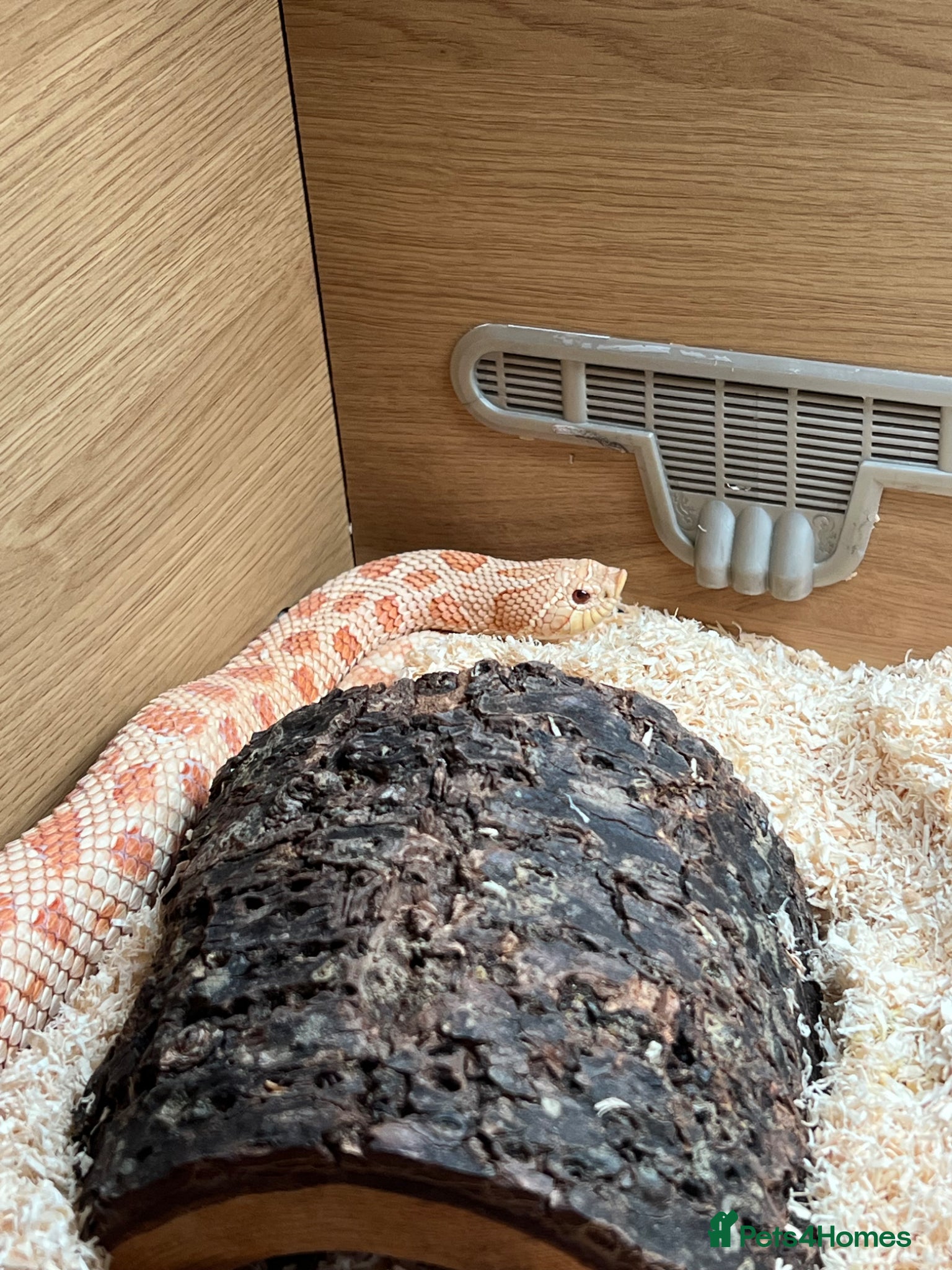 Snake reptiles 1 Female Albino Western Hognose - Advert 2