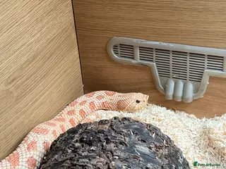 Snake reptiles 1 Female Albino Western Hognose - Advert 2