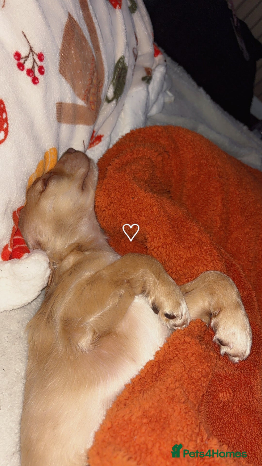 Cockapoo dogs for sale: Cockapoo Open to offers - Advert 4