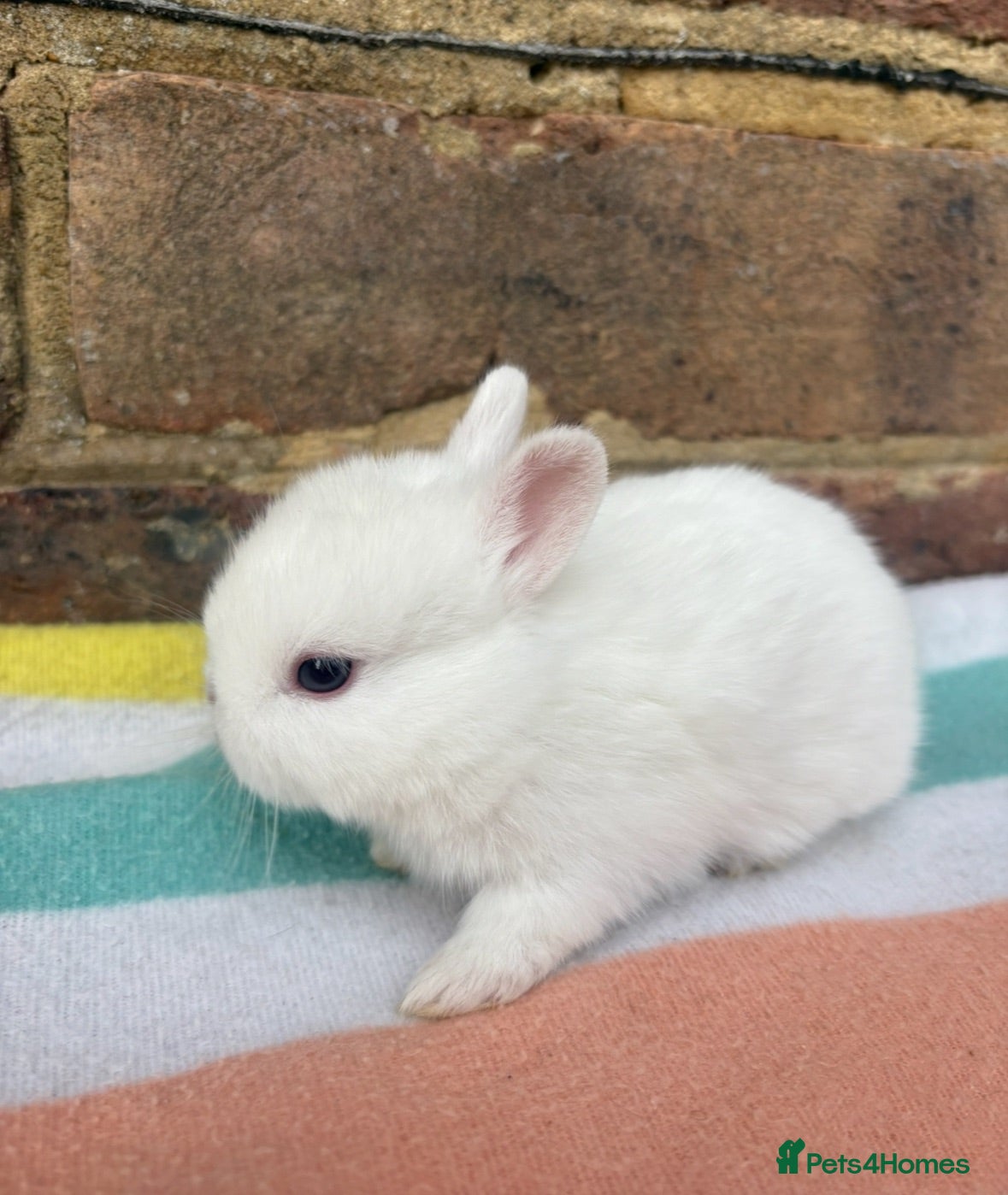 Netherland Dwarf rabbits White, Chocolate & Blue Netherland Dwarf Bunnies  - Advert 8