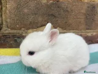 Netherland Dwarf rabbits White, Chocolate & Blue Netherland Dwarf Bunnies - Advert 8