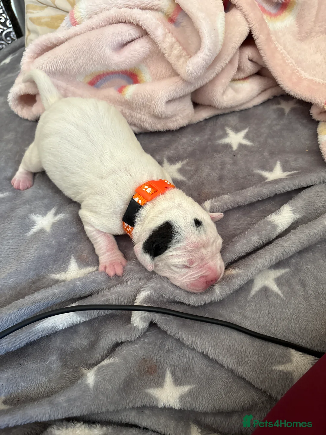 Mixed Breed dogs for sale: French bulldog, Jack russel , spaniel MIX - Advert 2