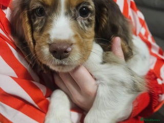 Cocker Spaniel dogs 1 LEFT Girl Working Cocker spaniel puppies - Advert 4