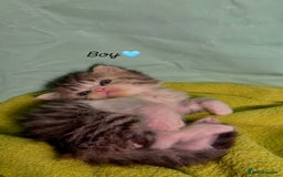 Persian cats for sale: Pure breed Rare Colours Gorgeous Persian Kittens  - Image 8