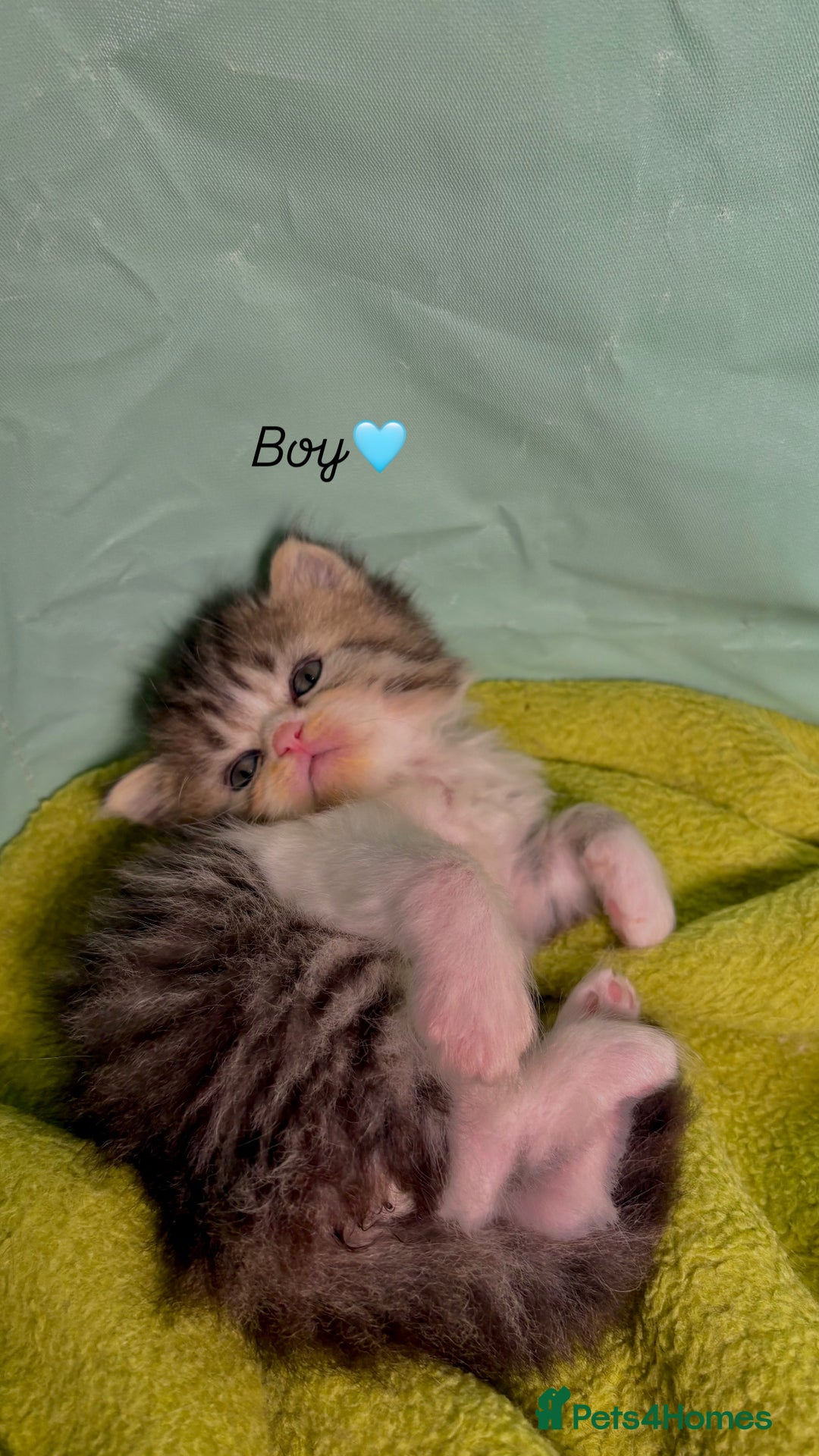 Persian cats for sale: Pure breed Rare Colours Gorgeous Persian Kittens  - Image 8