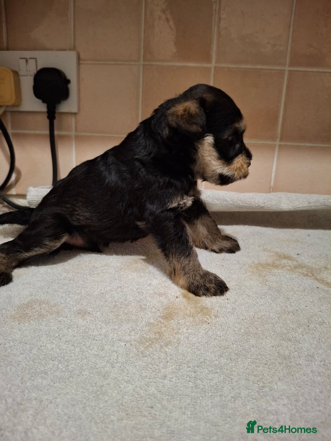 Miniature Schnauzer dogs for sale: KC Reg Miniature Schnauzer Puppies  - Image 6