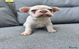 French Bulldog dogs for sale: French bulldog puppies health tested, ready  - Image 7