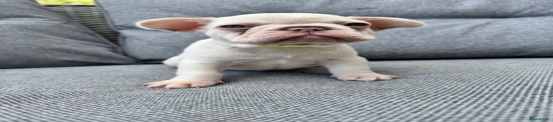 cream
