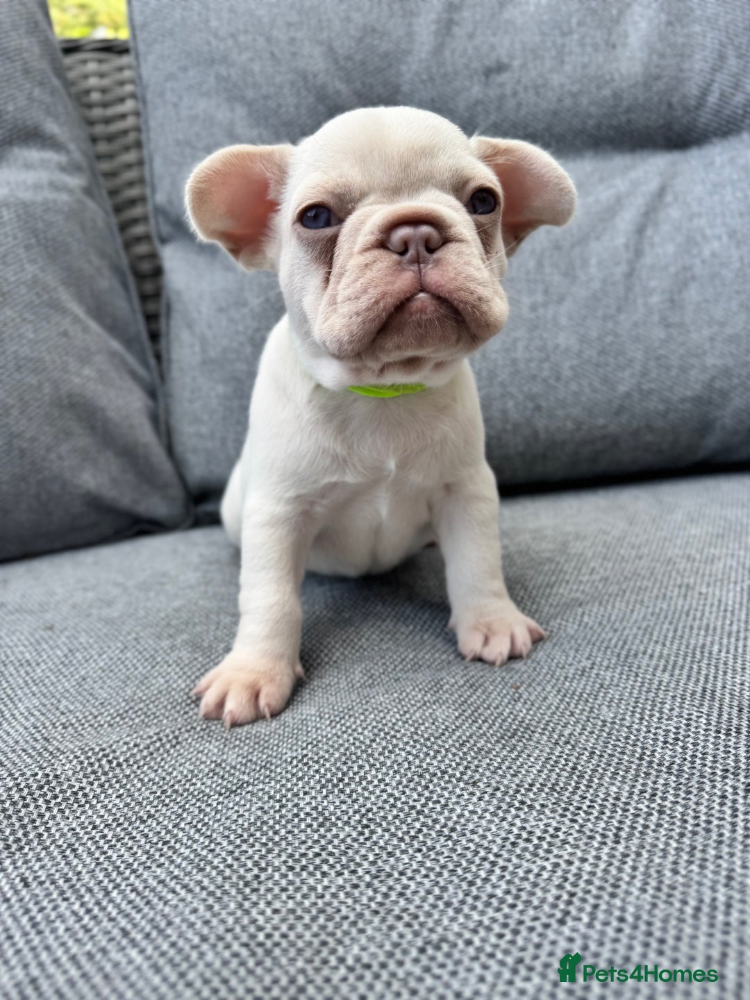 French Bulldog dogs for sale: French bulldog puppies health tested, ready  - Image 7