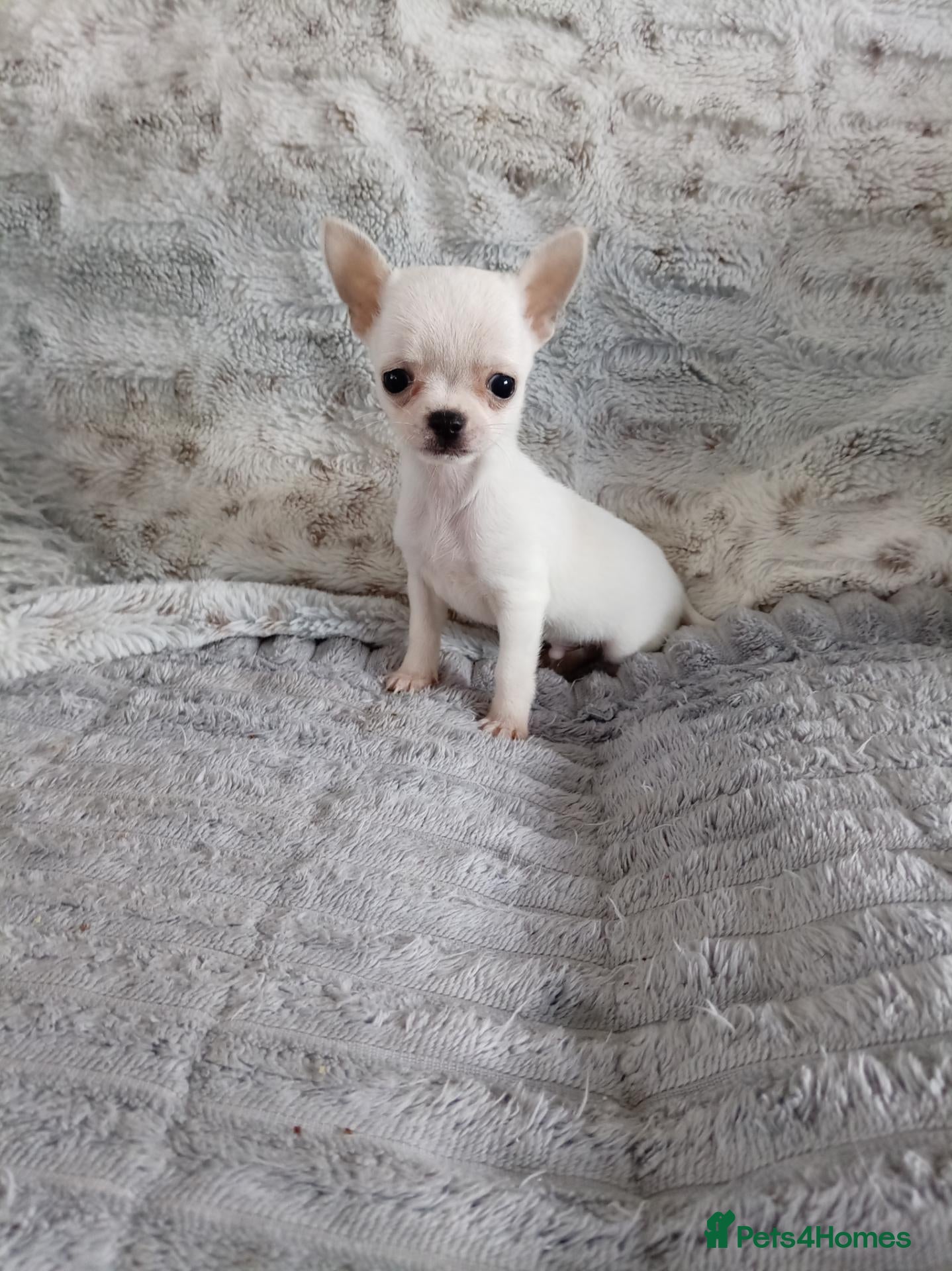 Chihuahua dogs Kc registered Chihuahua puppies - Advert 1